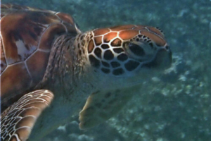 Karma, green turtle, adopted for Rohit Green turtle, right profile, Kuredu Lagoon, Lhaviyani Atoll, Maldives. Image.