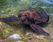 Green turtle on seagrass, Kuredu Lagoon, Lhaviyani Atoll, Maldives. Image.