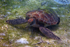 Itchy, green turtle, adopted by Carl & Michelle Dittmer. Green turtle on seagrass, Kuredu Lagoon, Lhaviyani Atoll, Maldives. Image.