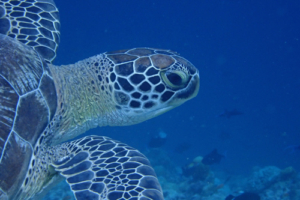 Nino, green turtle, adopted by Philipp Kührig. Green turtle, Kuredu Express, Lhaviyani Atoll, Maldives. Image.