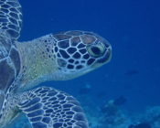 Green turtle, Kuredu Express, Lhaviyani Atoll, Maldives. Image.