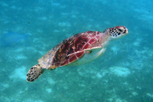 Jewel, green turtle, adopted by Julie van Rijswijk. Green turtle, Kuredu Lagoon, Lhaviyani Atoll, Maldives. Image.