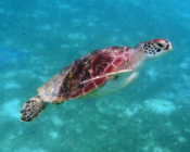 Green turtle, Kuredu Lagoon, Lhaviyani Atoll, Maldives. Image.