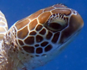 Green sea turtle right facial profile, Lux Outreef, Ari Atoll, Maldives. Image.