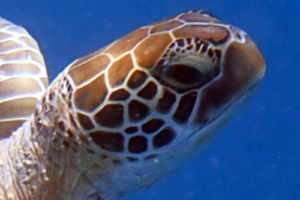 Mariyam Velaa, green turtle adopted by Intour Maldives Green sea turtle right facial profile, Lux Outreef, Ari Atoll, Maldives. Image.
