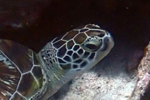 Rose, green turtle, adopted by Intour Maldives Green turtle resting in a cave, LUX Outreef, Ari Atoll, Maldives. Image.