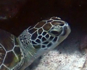 Green turtle resting in a cave, LUX Outreef, Ari Atoll, Maldives. Image.