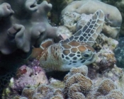 Green turtle, resting in the coral reef, Madivaru, North Ari atoll, Maldives. Image.