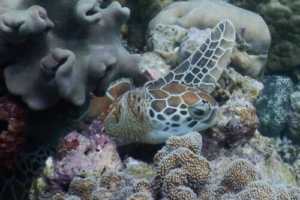 Maria, green turtle, adopted by Yoga Tage Claudia Shankari Zimmermann & Verena Metzler Green turtle, resting in the coral reef, Madivaru, North Ari atoll, Maldives. Image.