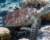 Green turtle, resting on reef, Madivaru, North Ari Atoll, Maldives. Image.