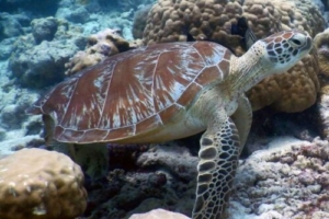 Flappi, green turtle, adopted by Yoga Tage Claudia Shankari Zimmermann Green turtle, resting on reef, Madivaru, North Ari Atoll, Maldives. Image.