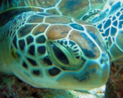Green turtle right facial profile, LUX Outreef, Ari Atoll, Maldives