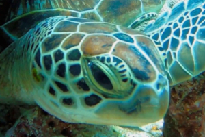 Toby, green turtle, adopted by Intour Maldives Green turtle right facial profile, LUX Outreef, Ari Atoll, Maldives