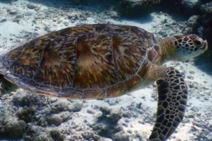Sea Diver, green turtle, adopted by Yoga Tage Claudia Shankari Zimmermann & Nicole Witthoefft Green turtle, swimming over reef, Kuramathi House Reef, North Ari, Maldives. Image.