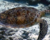 Green turtle, swimming over reef, Kuramathi House Reef, North Ari, Maldives. Image.