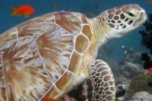 Nino, green turtle, adopted by Yoga Tage Claudia Shankari Zimmermann & Nicole Witthoefft Green turtle, on coral reef, Madivaru, North Ari atoll, Maldives. Image.