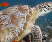 Green turtle, on coral reef, Madivaru, North Ari atoll, Maldives. Image.