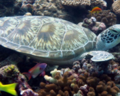Green turtle resting on a coral reef, Madivaru, Ari Atoll, Maldives. Image.