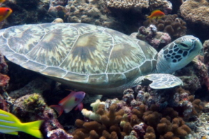 Erza, green turtle, adopted by Intour Maldives Green turtle resting on a coral reef, Madivaru, Ari Atoll, Maldives. Image.