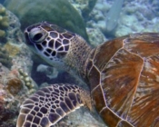 Green turtle, swimming on reef, Fishbank, South Ari atoll, Maldives. Image.