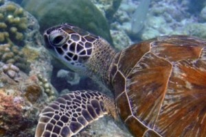 Mathilde, green turtle, adopted by Yoga Tage Claudia Shankari Zimmermann & Lis Mitterrutzner Green turtle, swimming on reef, Fishbank, South Ari atoll, Maldives. Image.