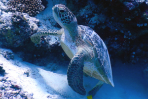 Faja, green turtle, adopted by Intour Maldives Green turtle swimming up from a reef, Madivaru, Ari Atoll, Maldives. Image.