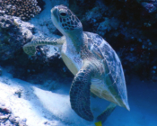 Green turtle swimming up from a reef, Madivaru, Ari Atoll, Maldives. Image.