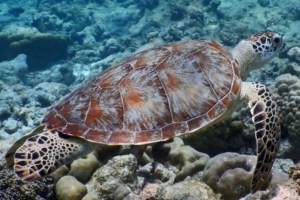 Double Heart, green turtle, adopted by Yoga Tage Claudia Shankari Zimmermann & Nicole Witthoefft Green turtle, swimming over reef, Madivaru, North Ari atoll, Maldives. Image.