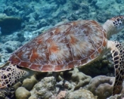 Green turtle, swimming over reef, Madivaru, North Ari atoll, Maldives. Image.