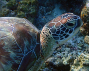 Green turtle, right profile, Filitheyo House Reef, Faafu, Atoll, Mladives. Image.