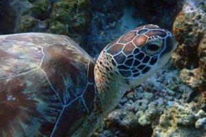 Mike, green turtle, dopted for Mike by Shawn & Laura Green turtle, right profile, Filitheyo House Reef, Faafu, Atoll, Mladives. Image.