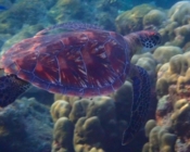 Green turtle swimming away over corals, Filitheyo, Faafu Atoll, Maldives. Image.