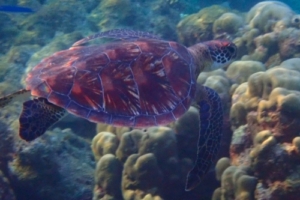 Cocos, green turtle, adopted by Intour Maldives Green turtle swimming away over corals, Filitheyo, Faafu Atoll, Maldives. Image.