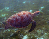 Green turtle swimming over seagrass, Olhuveli, Laamu Atoll, Maldives. Image.