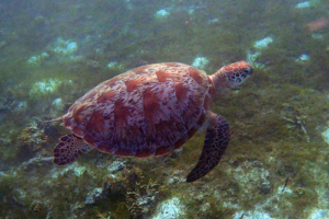 Speedy, green turtle, adopted by Dayu Zhang. Green turtle swimming over seagrass, Olhuveli, Laamu Atoll, Maldives. Image.
