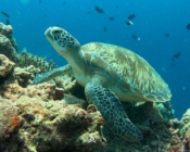 Green turtle resting on coral reef, Lux outside reef, Ari atoll, Maldives. Image.