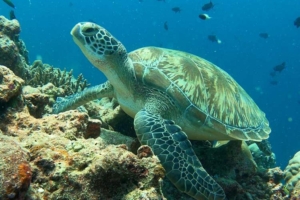 Alexandra, green turtle, adopted for Alexandra Riddell by Saint Rose School Green turtle resting on coral reef, Lux outside reef, Ari atoll, Maldives. Image.