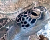 Green sea turtle facial profile, Filitheyo, Faafu atoll, Maldives. Image.