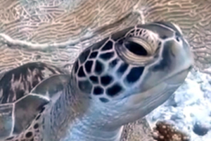 Turtle, green turtle, adopted by Intour Maldives Green sea turtle facial profile, Filitheyo, Faafu atoll, Maldives. Image.