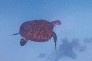 Lowmay, green turtle, adopted for Lowmay Findlay by Karen Le Labourier Green turtle swimming away over sand, Laama Faru Haa, Laamu atoll, Maldives. Image.
