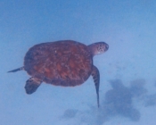 Green turtle swimming away over sand, Laama Faru Haa, Laamu atoll, Maldives. Image.