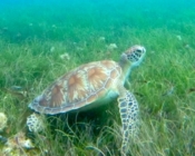 Green turtle foraging in seagrass meadow, Seagrass AB, Laamu Atoll, Maldives. Image.