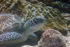 Sybille, green turtle, adopted by Danny Green turtle resting on the reef, Kuredu Caves, Lhaviyani Atoll, Maldives. Image.