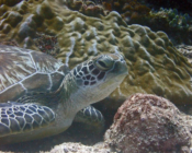 Green turtle resting on the reef, Kuredu Caves, Lhaviyani Atoll, Maldives. Image.