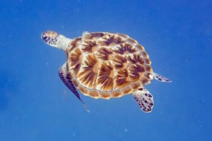 Smelly, green turtle, adopted by Kieren Feakes for Amy Feakes Green turtle, swimming in the blue, Olhuveli Reef, Laamu atoll, Maldives. Image.