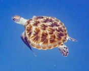 Green turtle, swimming in the blue, Olhuveli Reef, Laamu atoll, Maldives. Image.