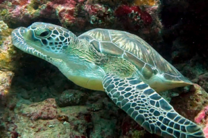Caty, green turtle, adopted by Katrin Hüpler Green turtle swimming out of a cave, Hithadhoo West, Laamu, Maldives. Image.