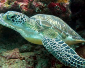 Green turtle swimming out of a cave, Hithadhoo West, Laamu, Maldives. Image.