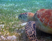 Adopted turtle in the Maldives. Image