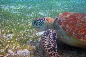 Paul, green, adopted by Katja. Adopted turtle in the Maldives. Image